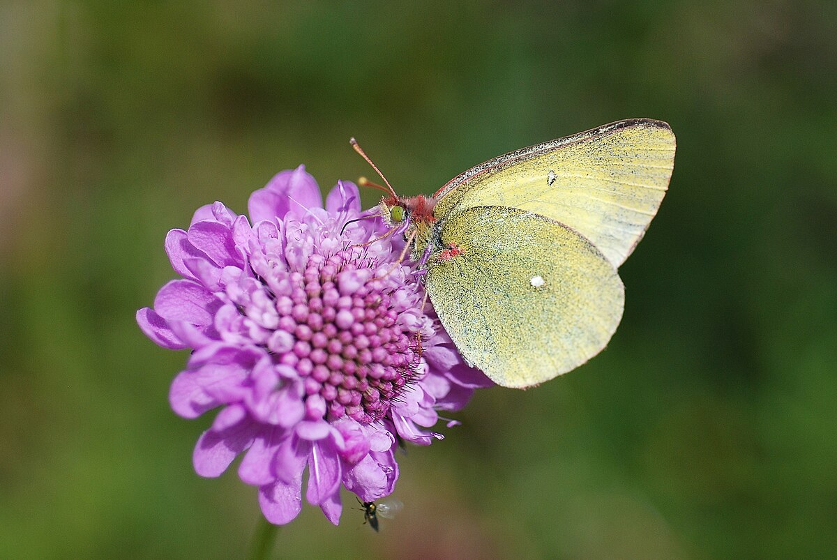 Solitaire (papillon de jour)