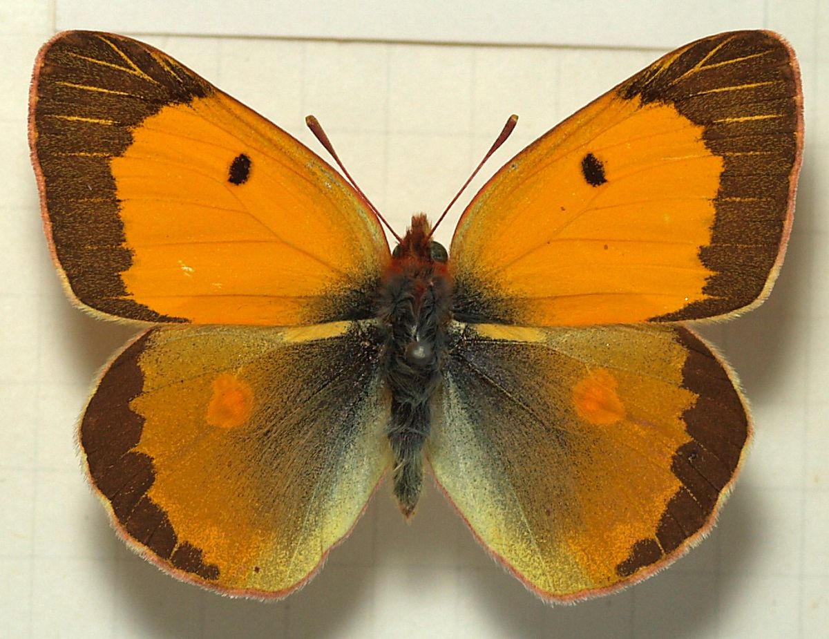 Souci (papillon)