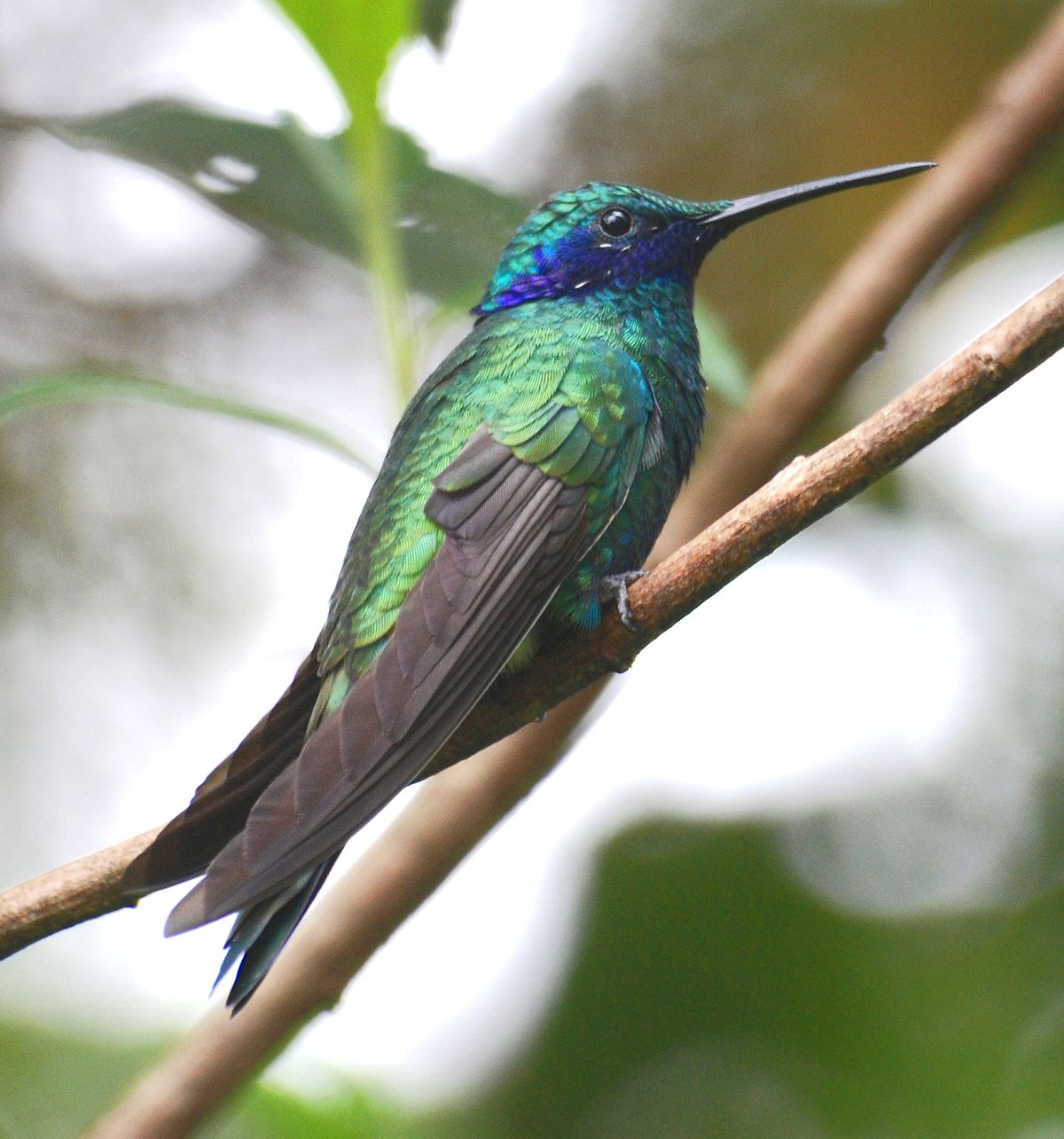 Colibri anaïs