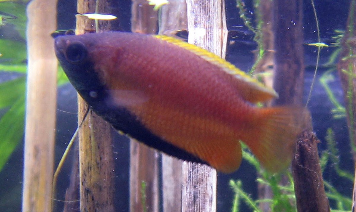 Gourami miel