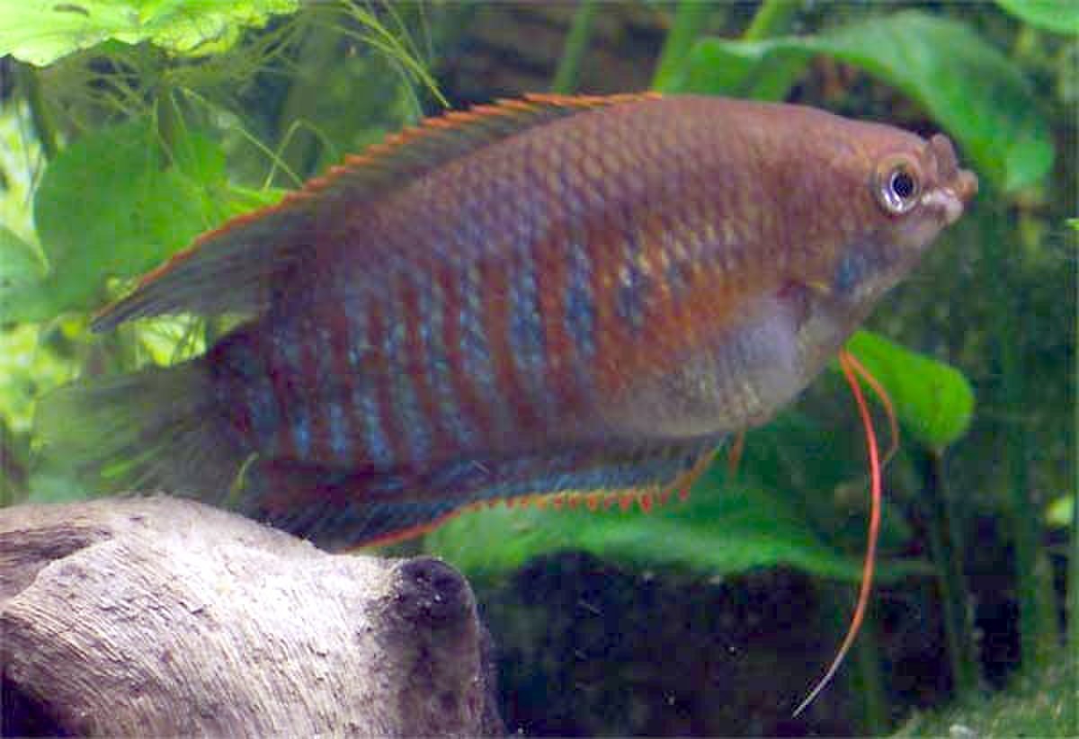 Gourami à grosses lèvres