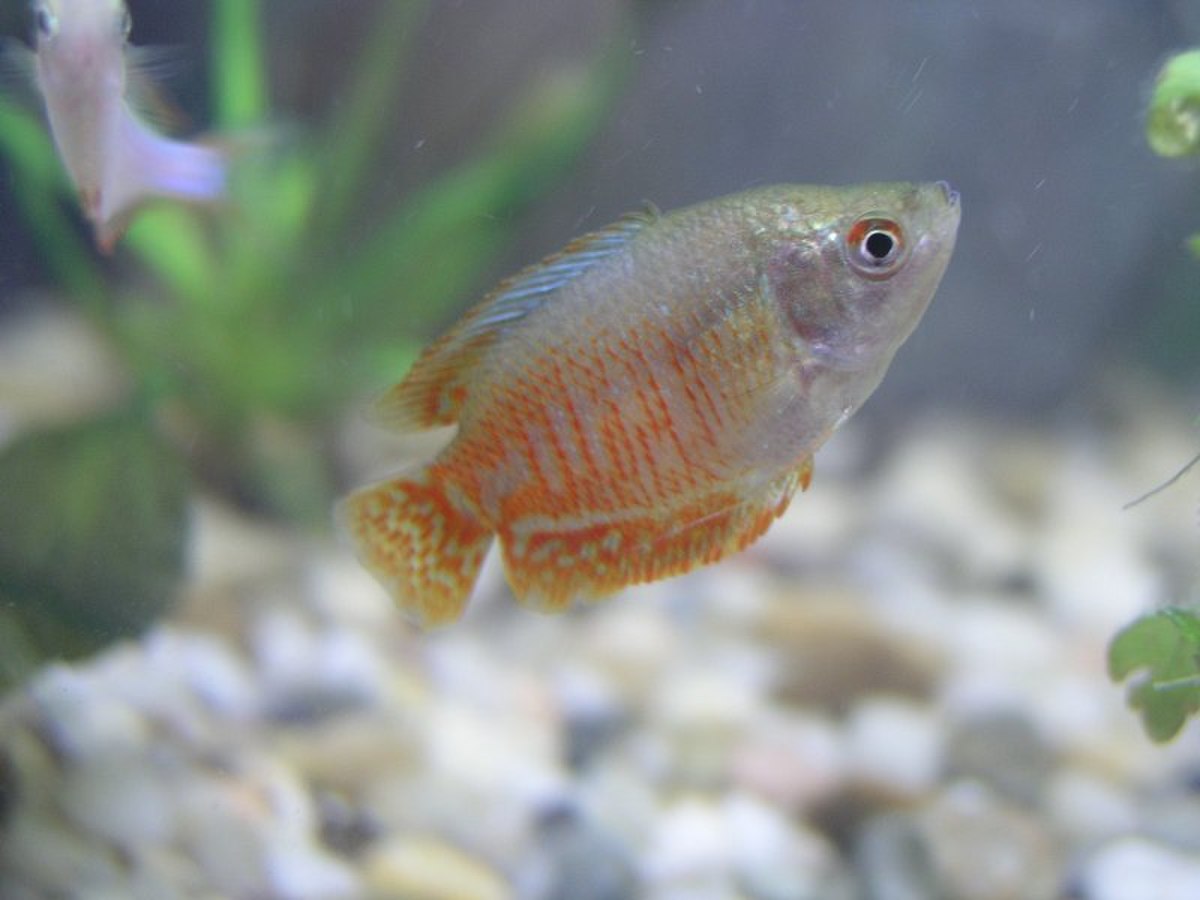 Gourami nain (Colisa lalia)