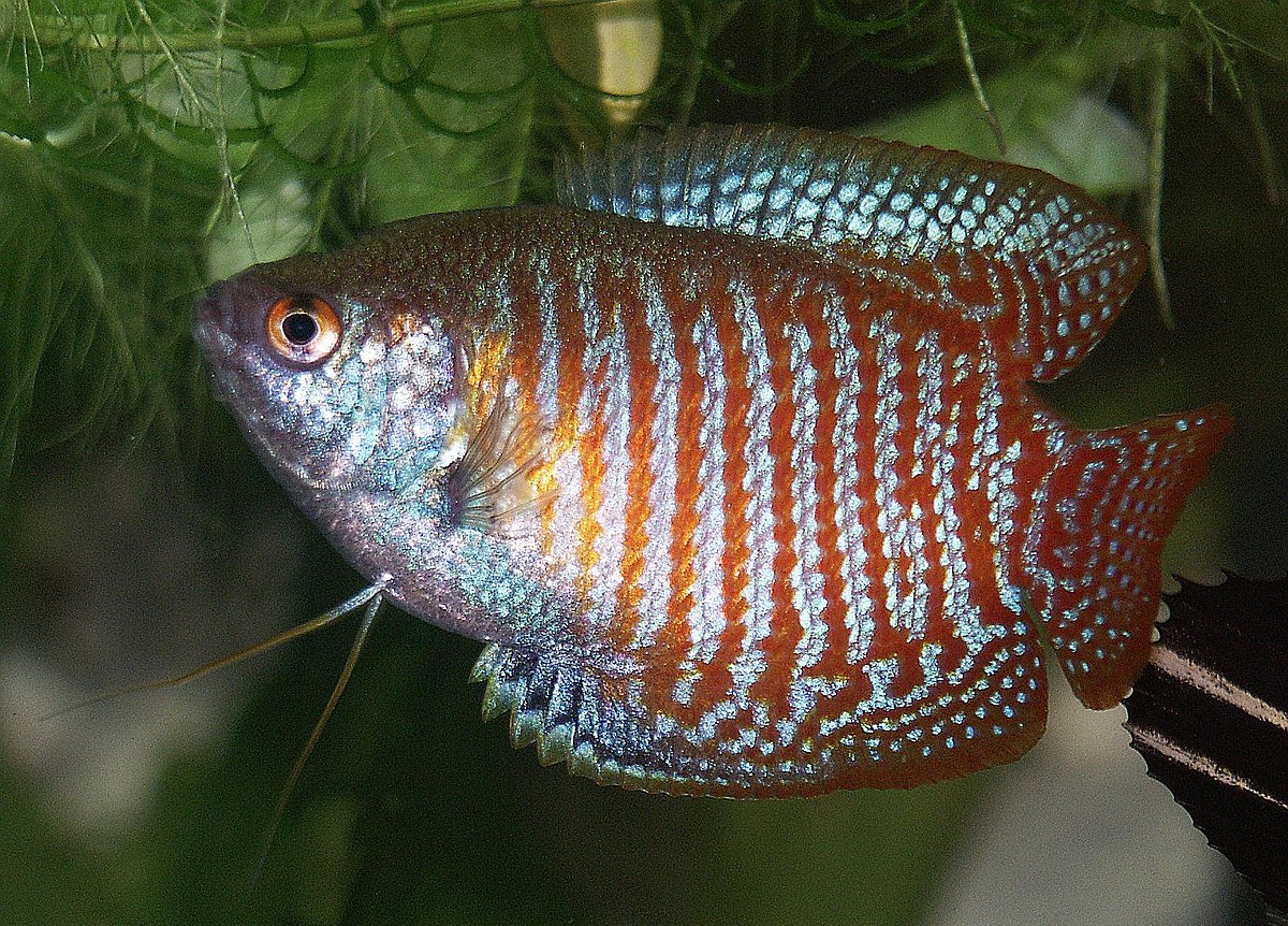 Gourami nain