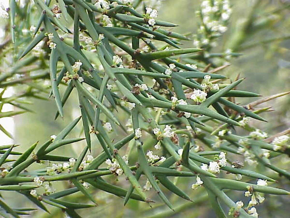 Rhamnaceae