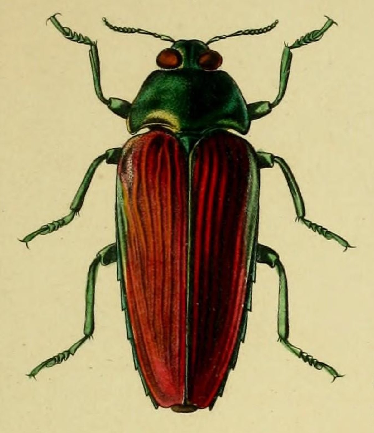 Colobogaster