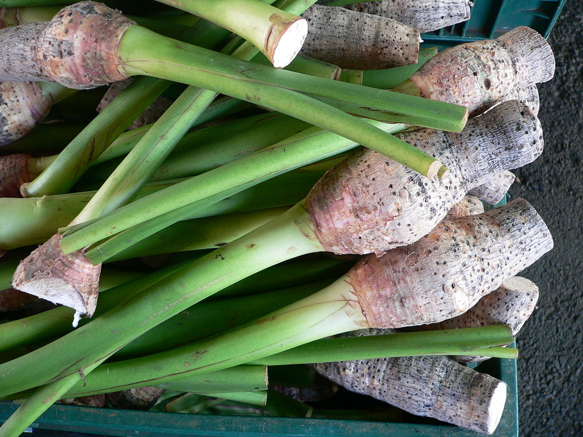 Colocasia esculenta