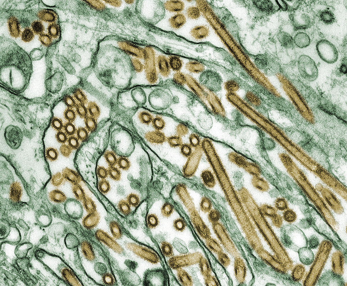 Influenzavirus A