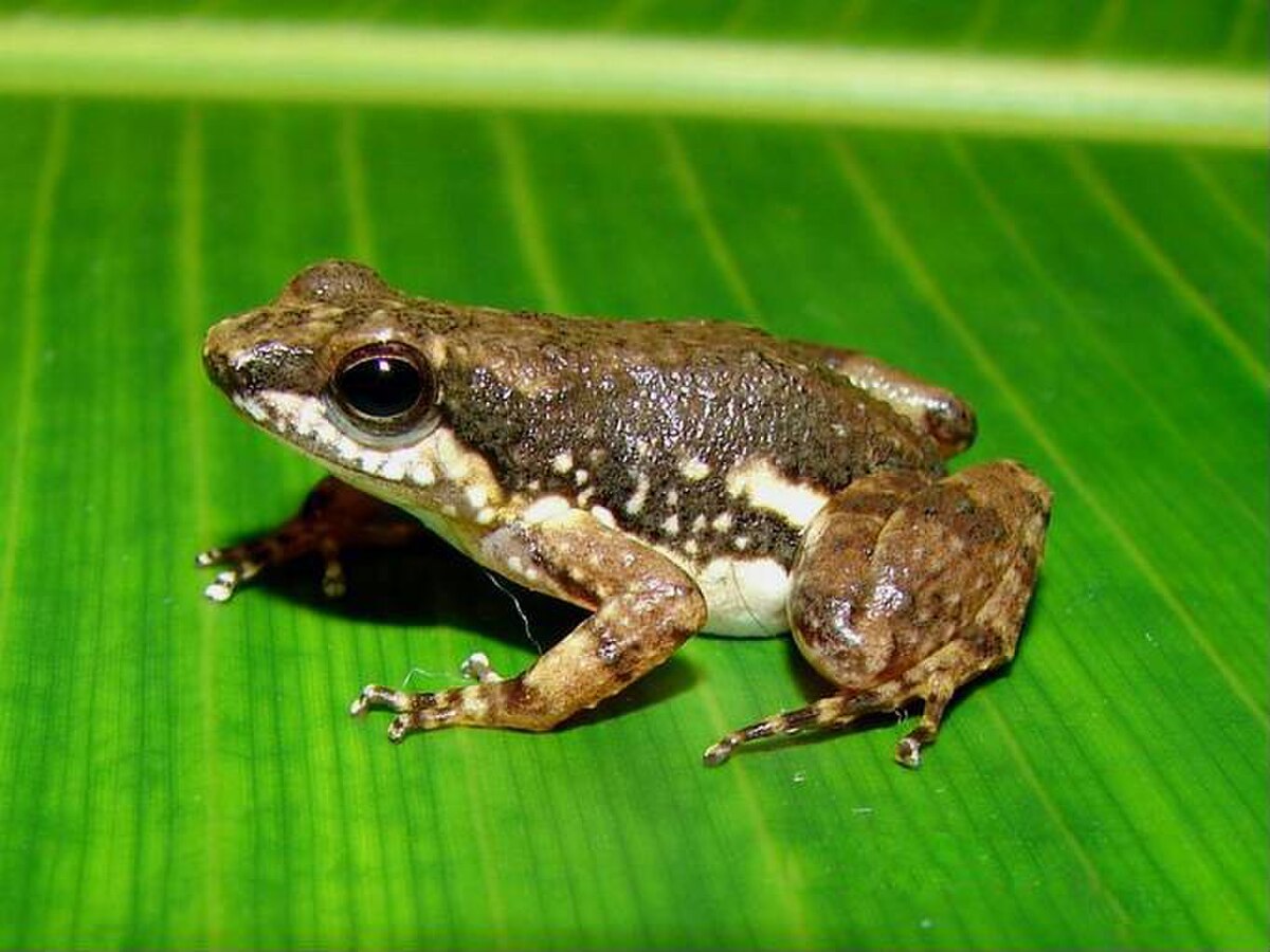 Colostethus inguinalis