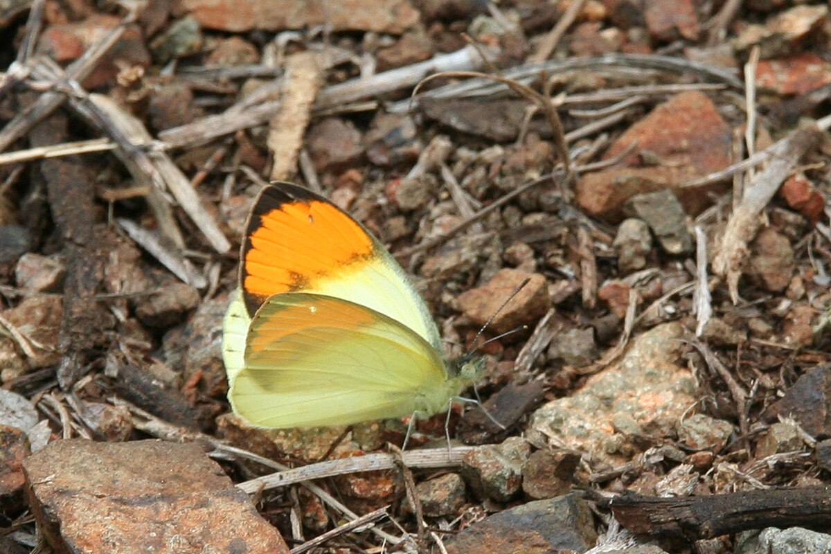 Colotis
