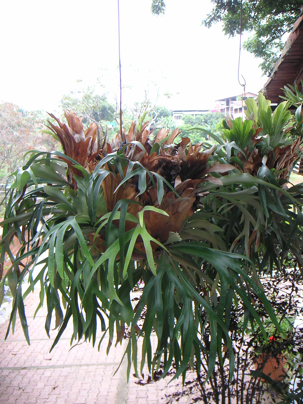 Polypodiaceae