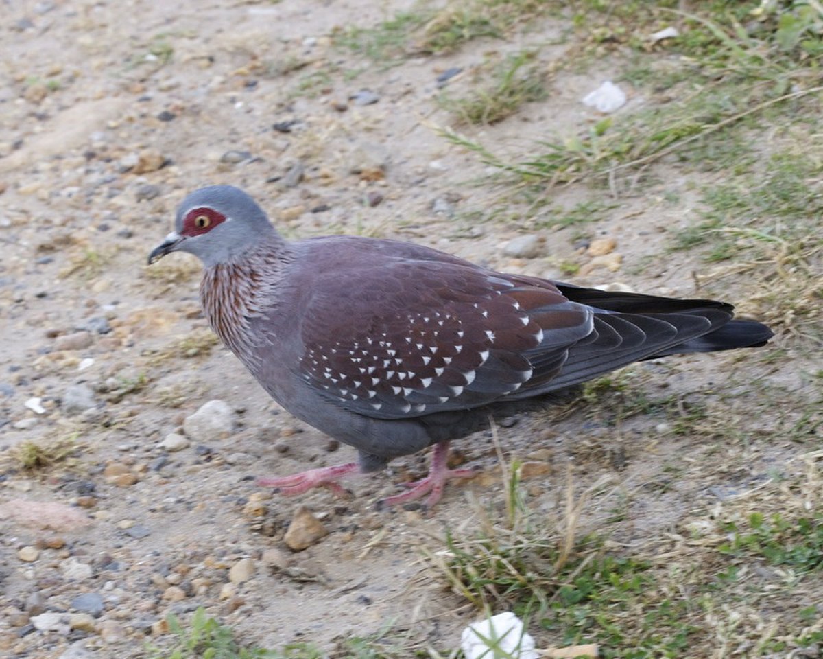 Pigeon roussard