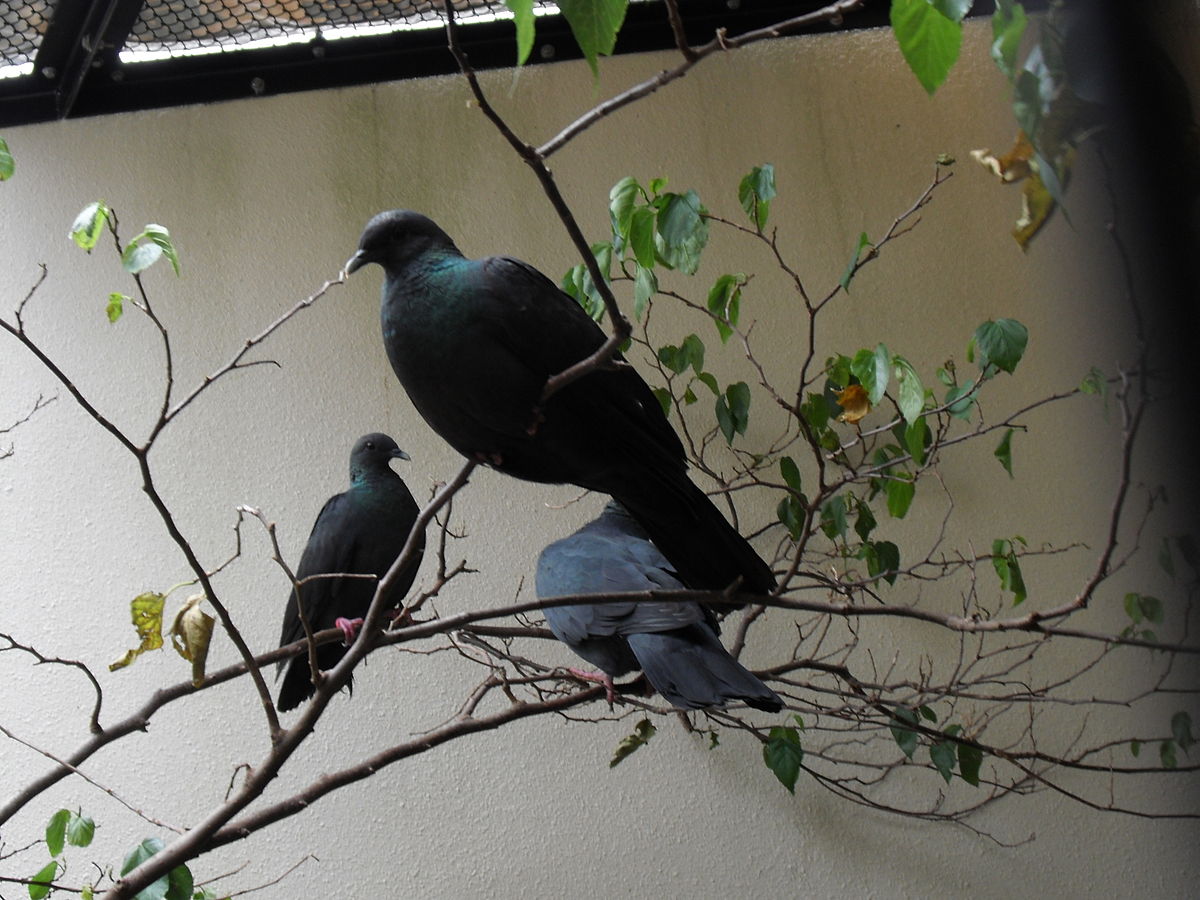 Pigeon violet