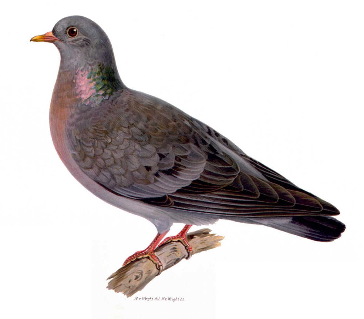 Pigeon colombin