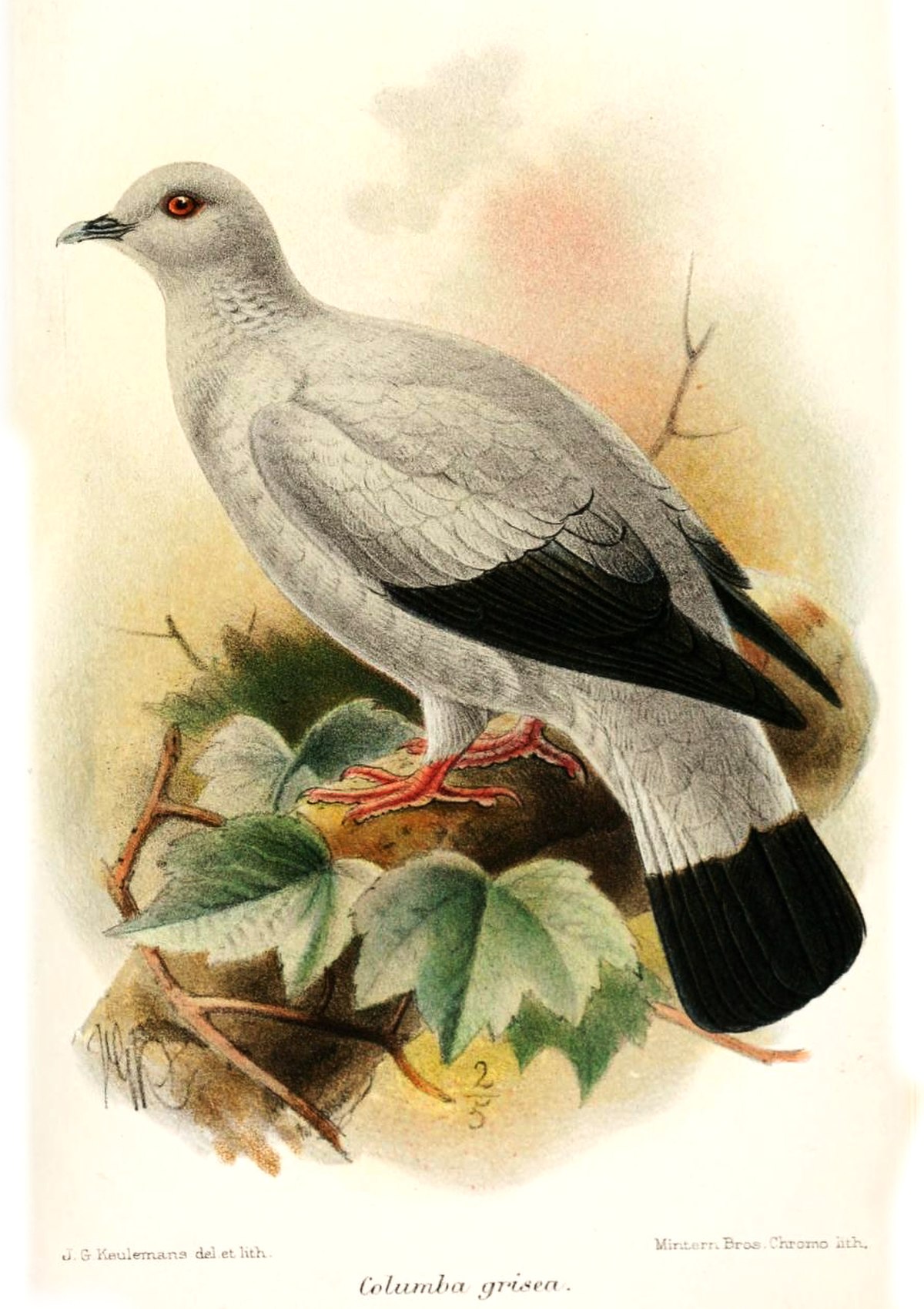 Pigeon argenté