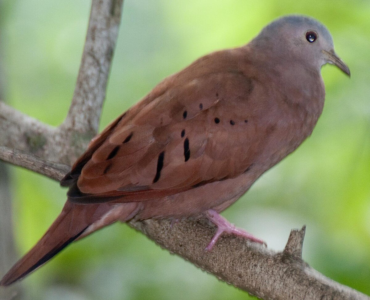 Columbiformes