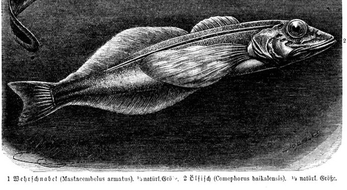 Coméphore