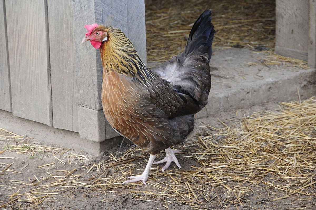 Coming out of the hen house.jpg