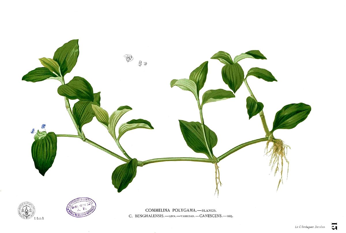 Commelinaceae