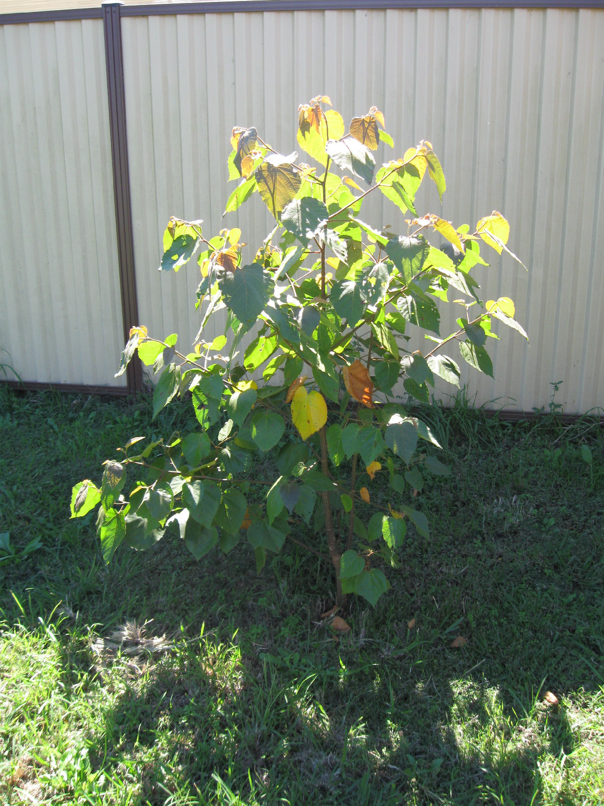 Commersonia