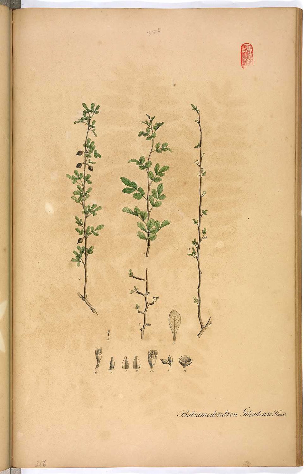 Commiphora opobalsamum