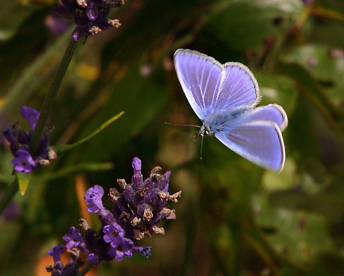Vol de l'insecte