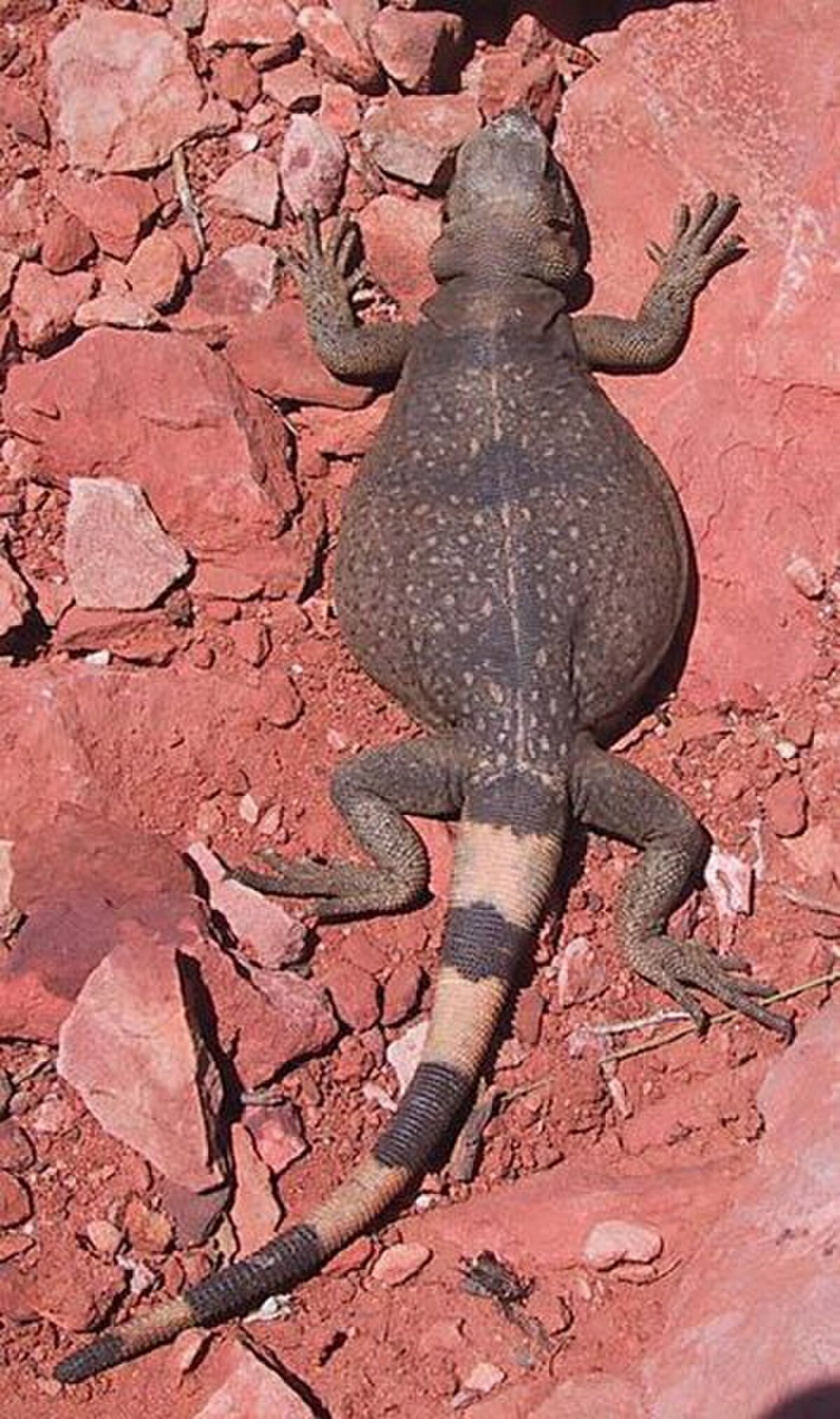 Chuckwalla