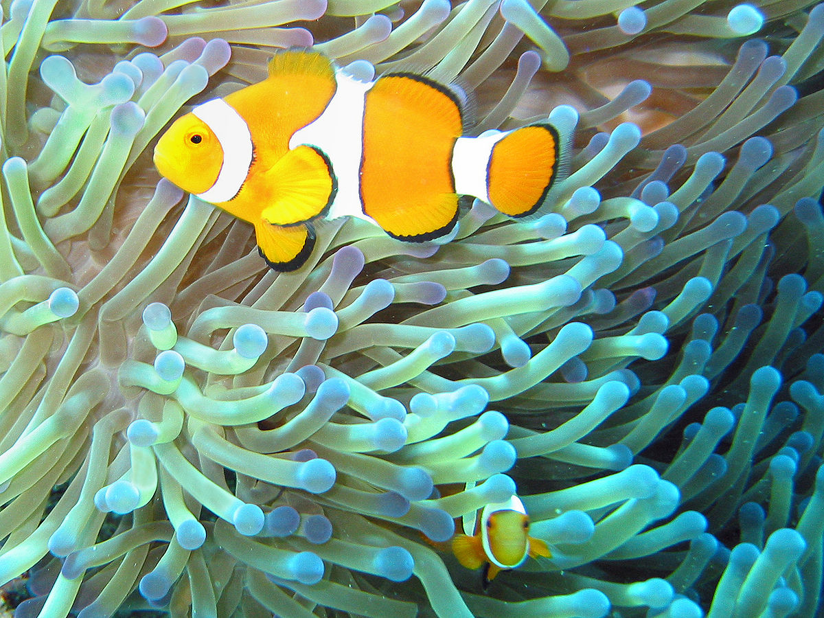 Poisson clown à trois bandes