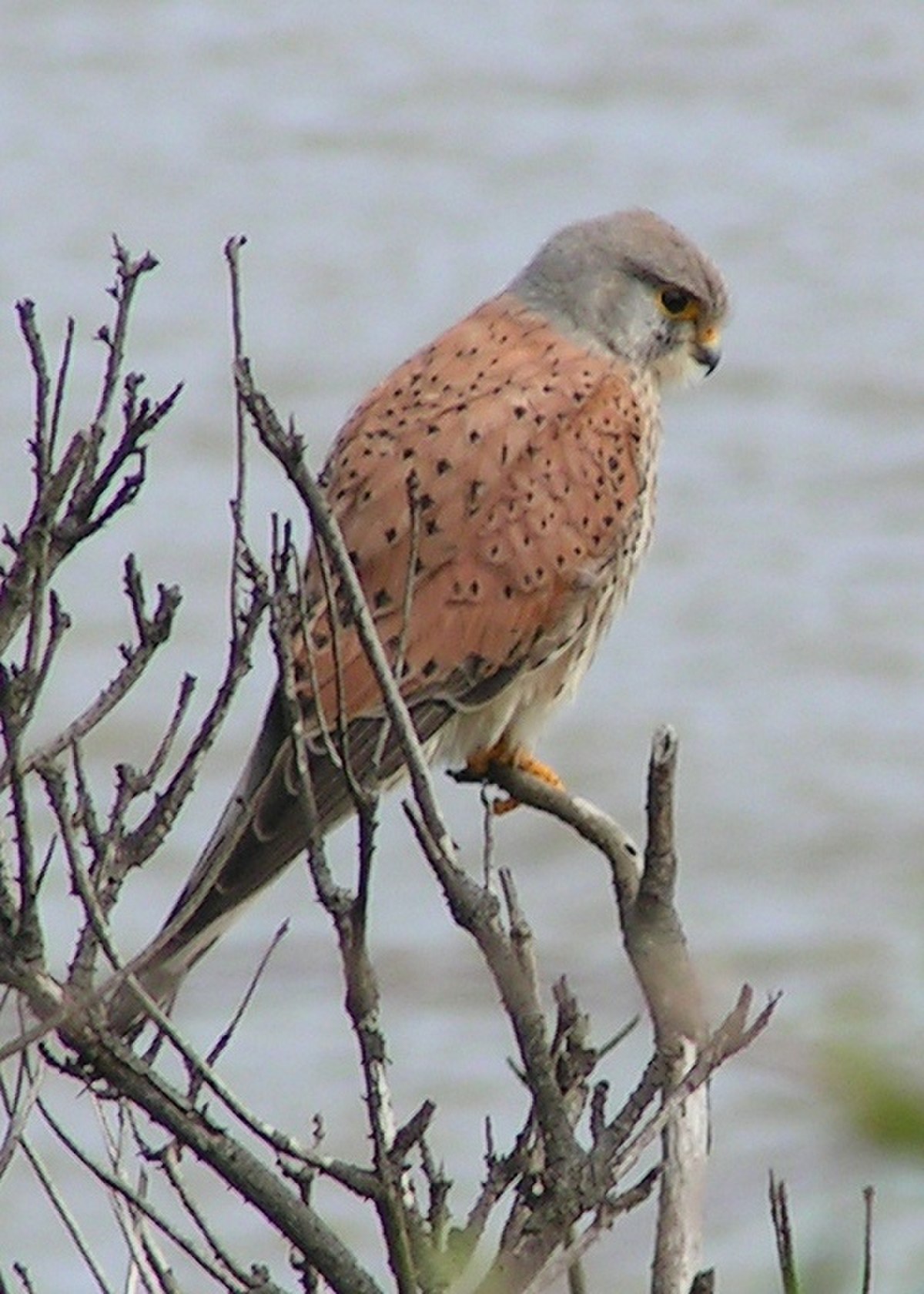 Faucon crécerelle mâle en chasse