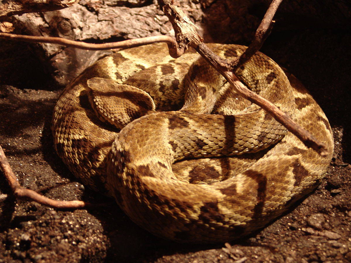 Fer de lance commun
