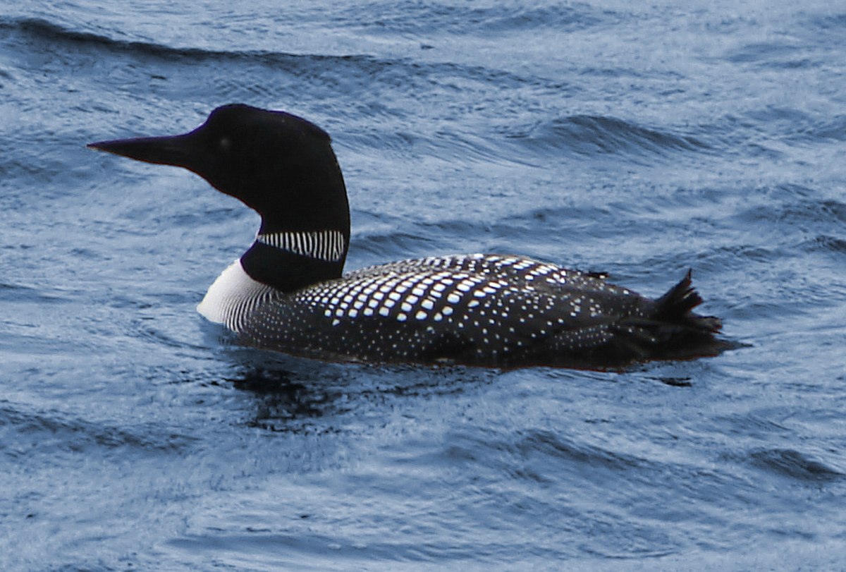 Plongeon huard