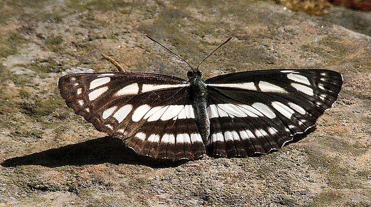 Neptis