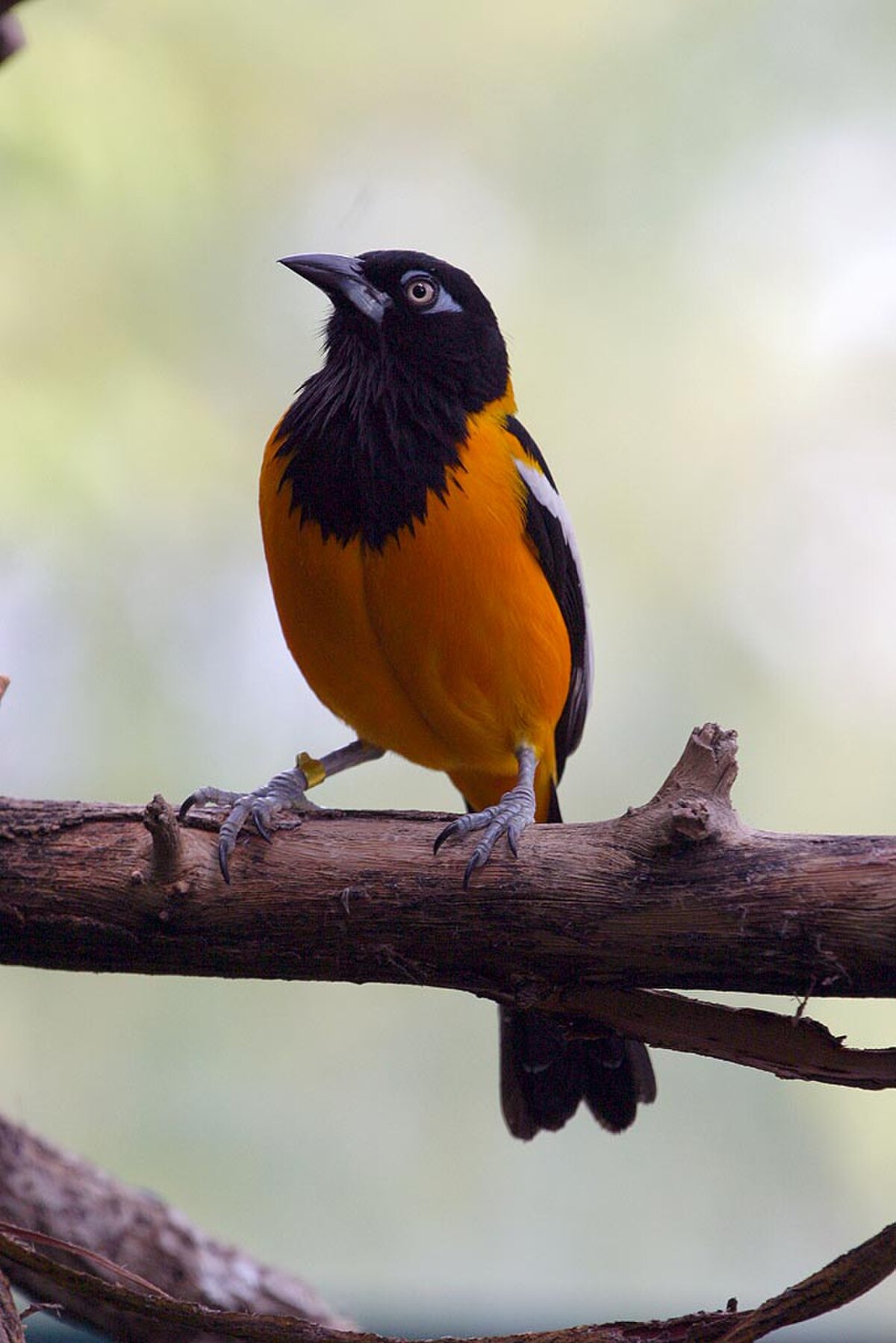 Oriole troupiale