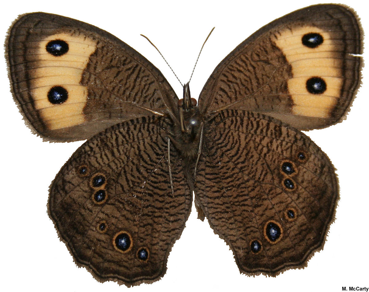 Cercyonis