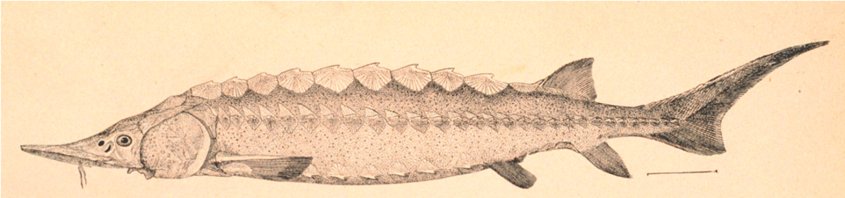 Liste des poissons des lacs et rivières de France