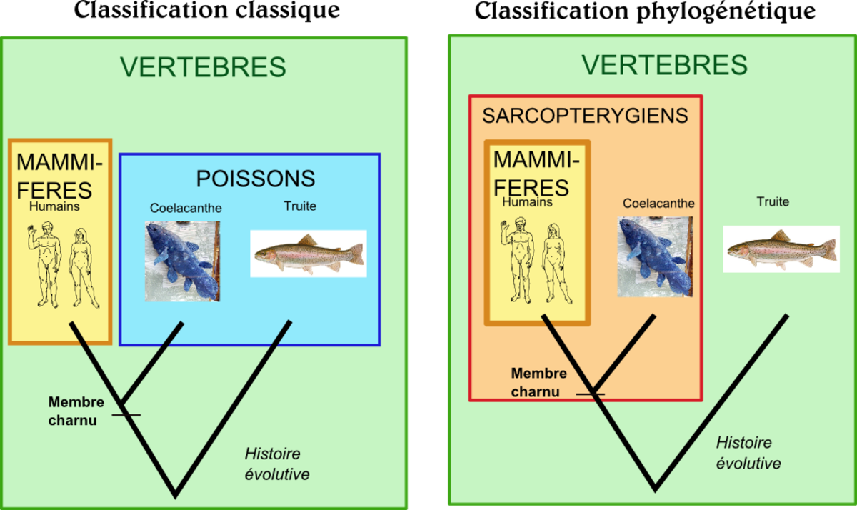 Classification phylogénétique
