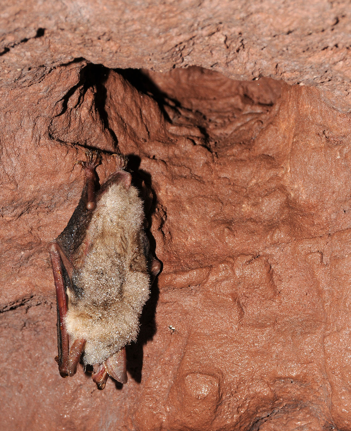 chauve-souris