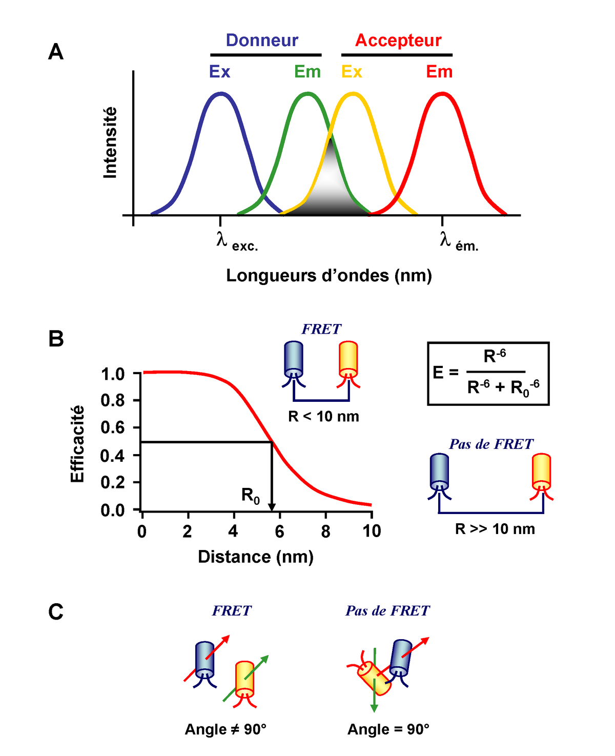 Transfert d'énergie entre molécules fluorescentes