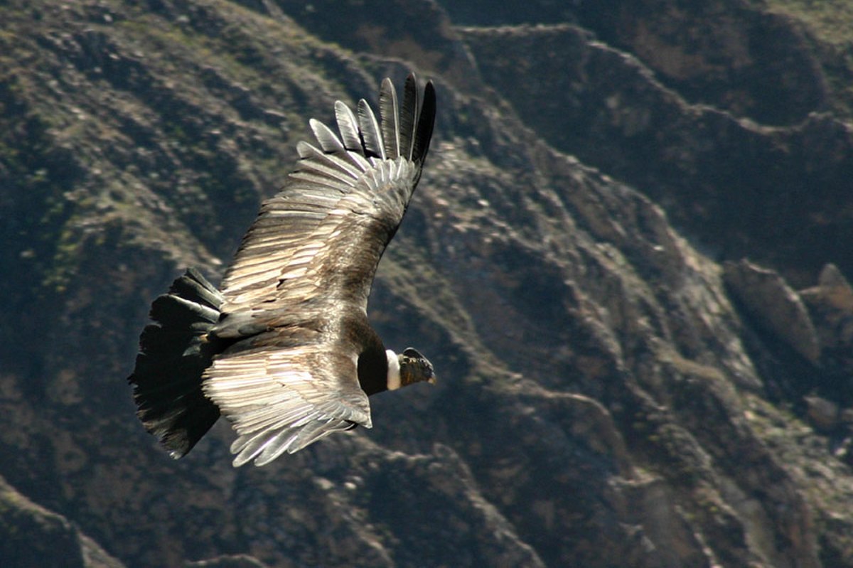 Ciconiiformes (Sibley)