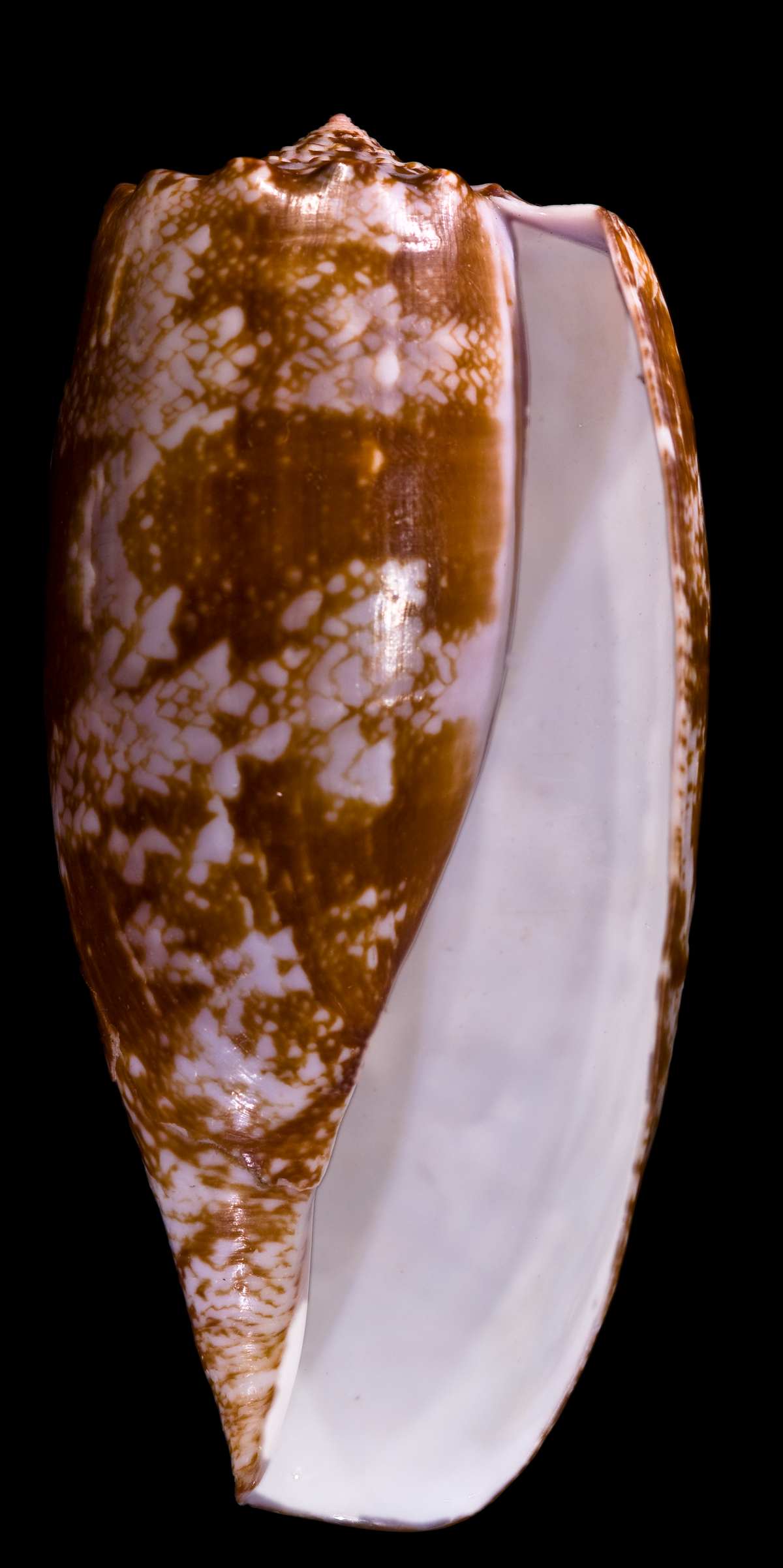 Conus geographus