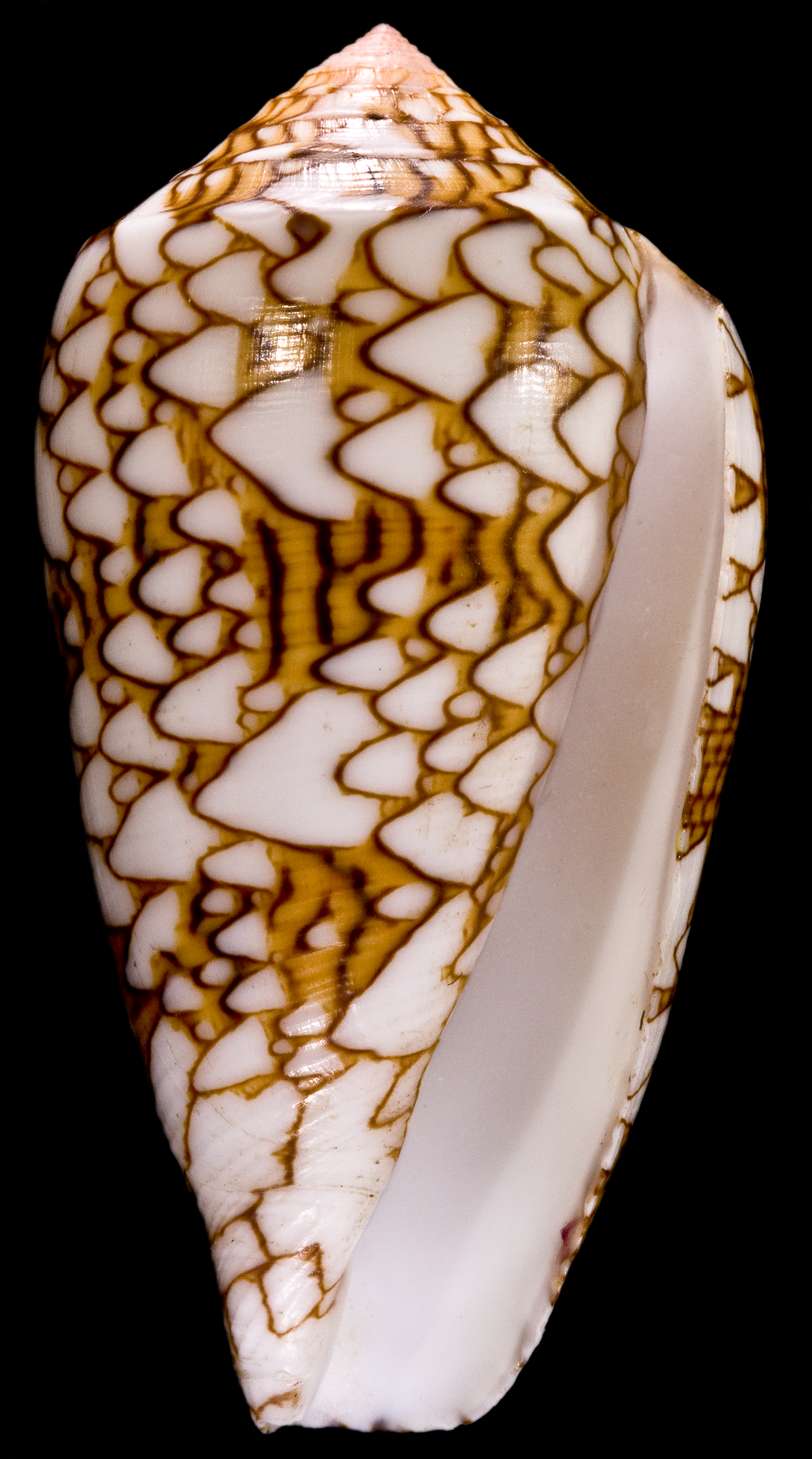 Conus textile