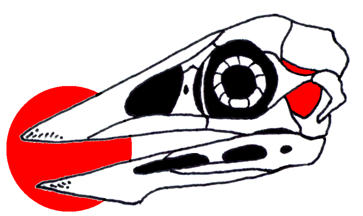 Confuciusornis