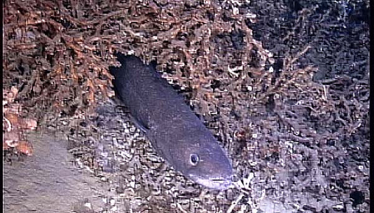 Conger