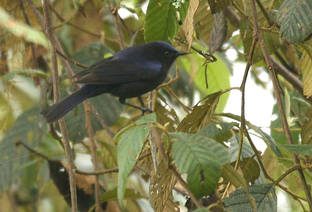 Conirostre coiffé