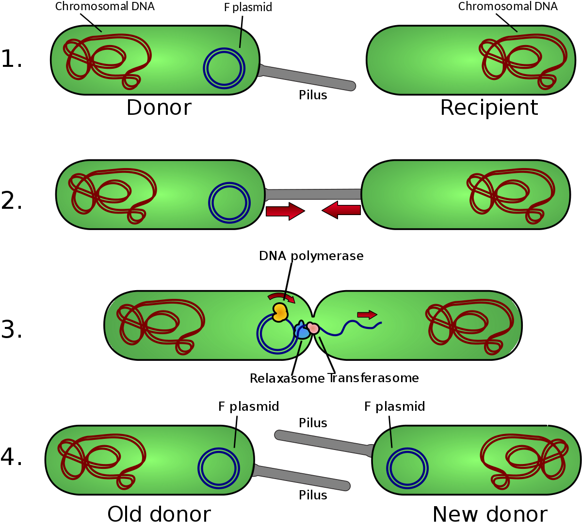 Conjugaison (génétique)