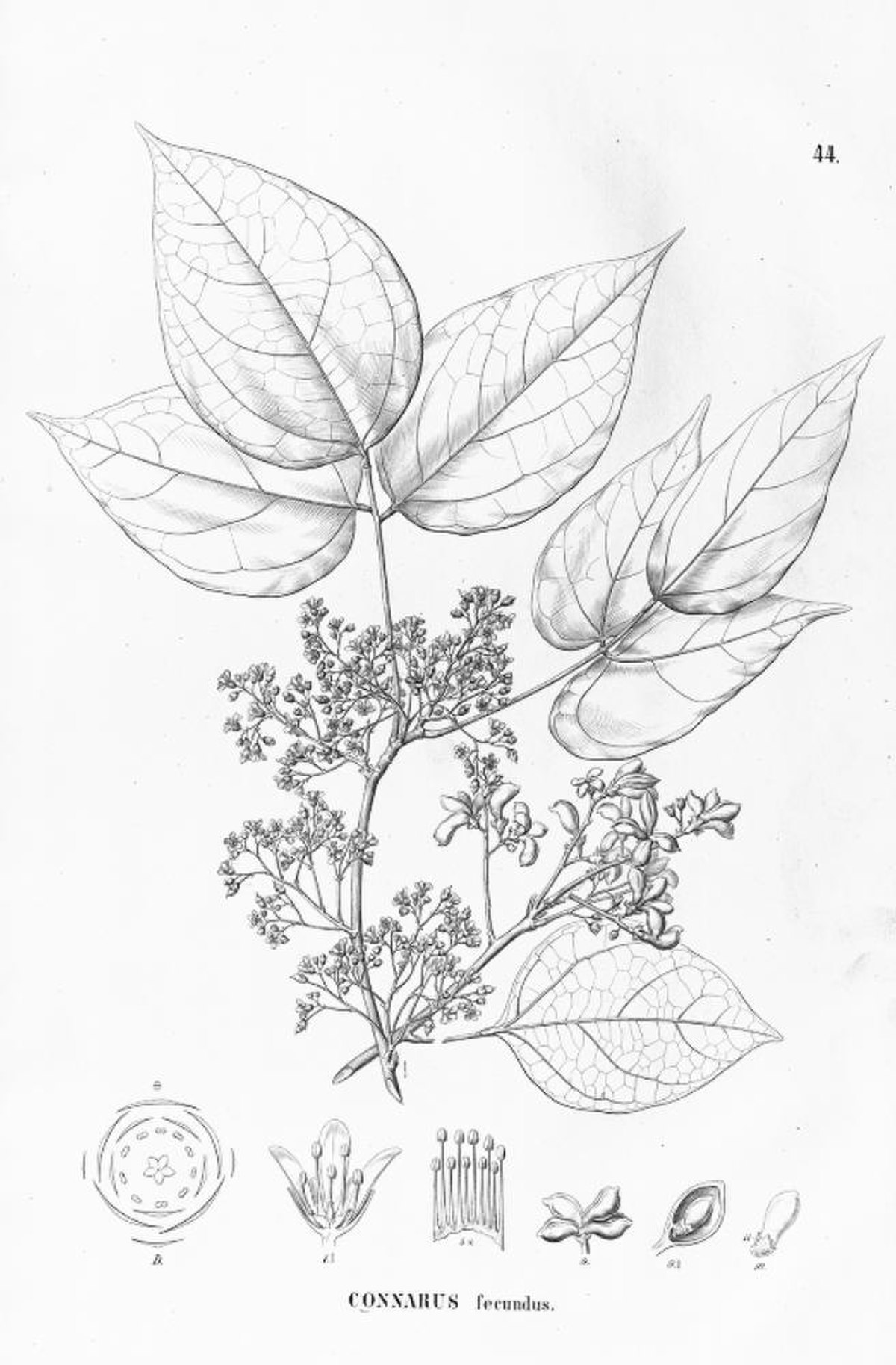 Connaraceae