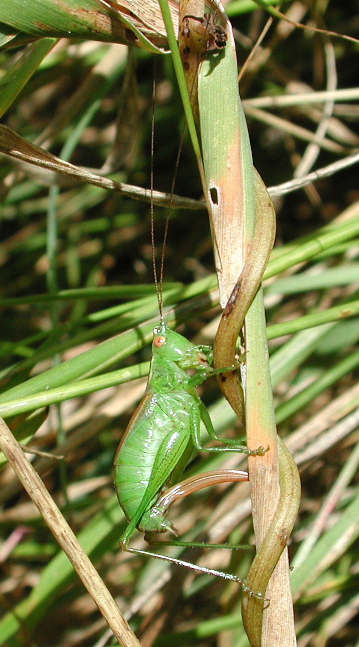 Conocephalinae