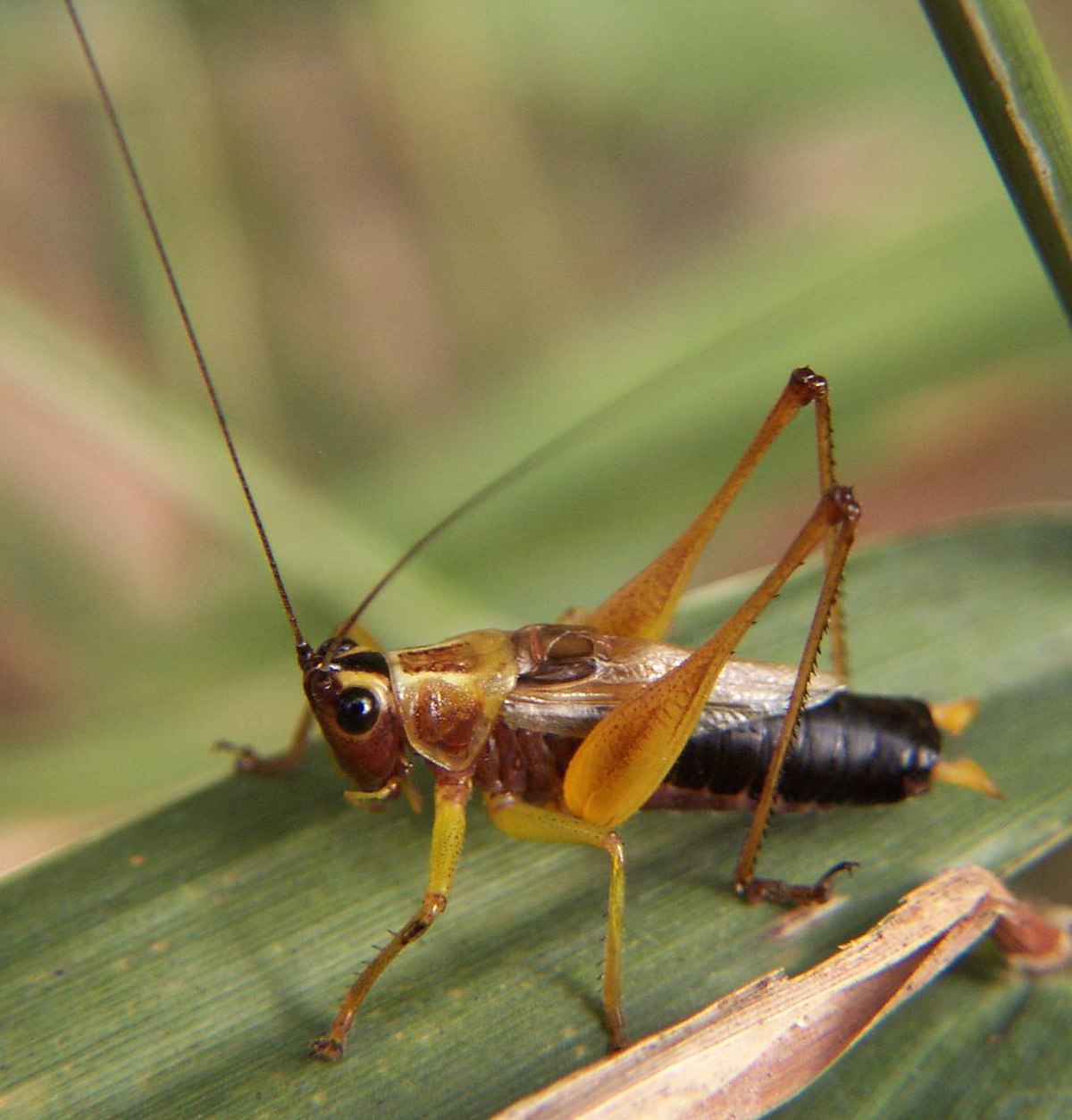 Conocephalus