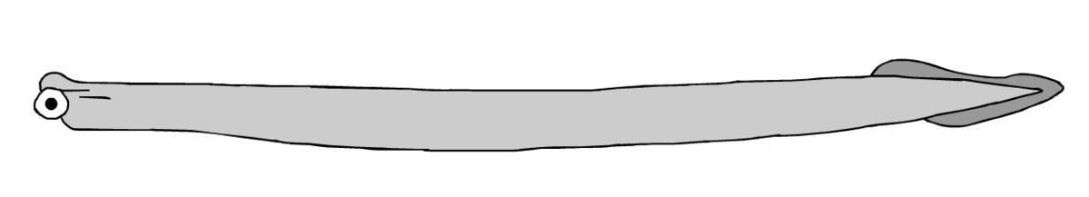 Conodonta (classification phylogénétique)