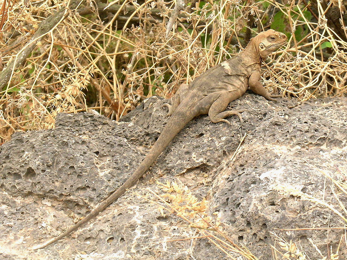 Conolophus pallidus