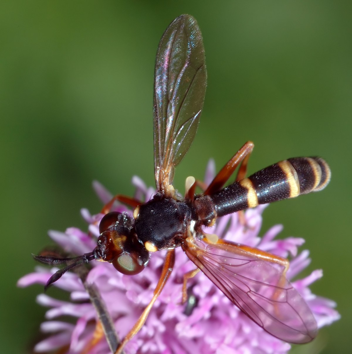 Conopidae